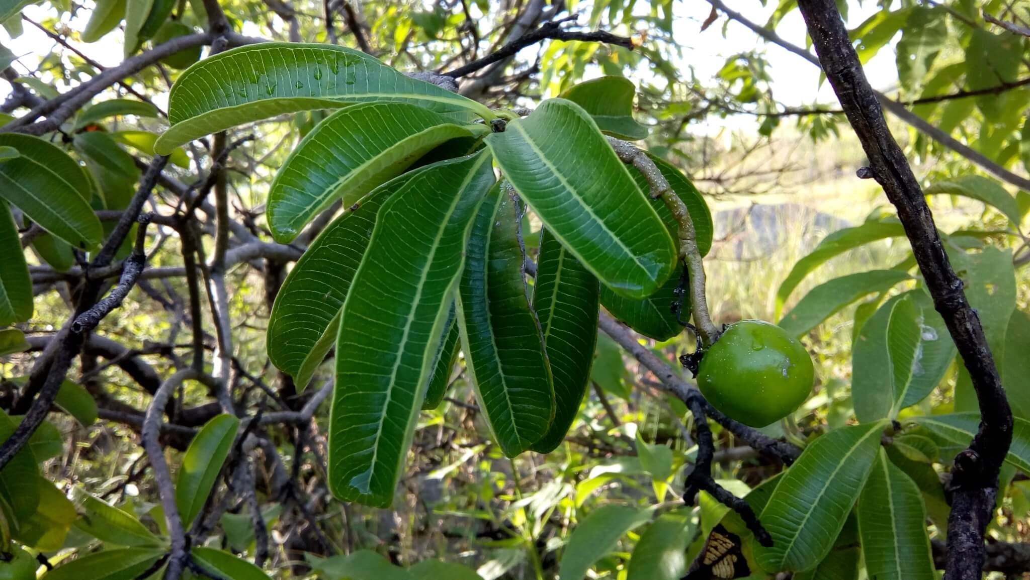 Cascabela ovata